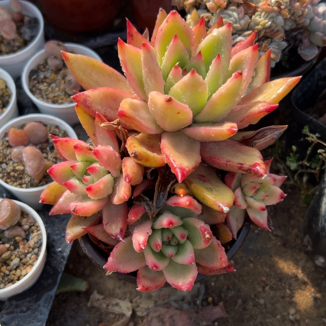 多肉植物超级弗兰克