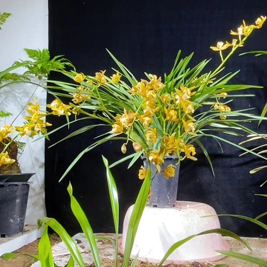 无花朵虎女兰细叶金丝