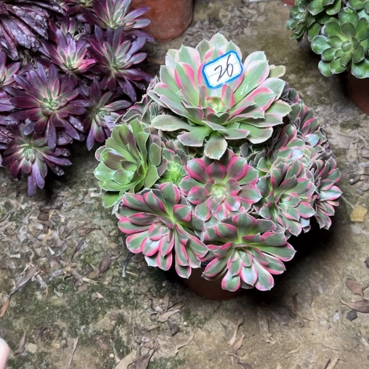 平***心多肉植物粉妖月26法师26