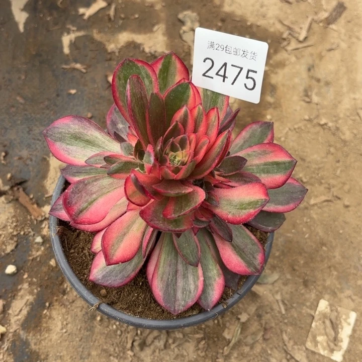 黑魔锦多肉法师2475