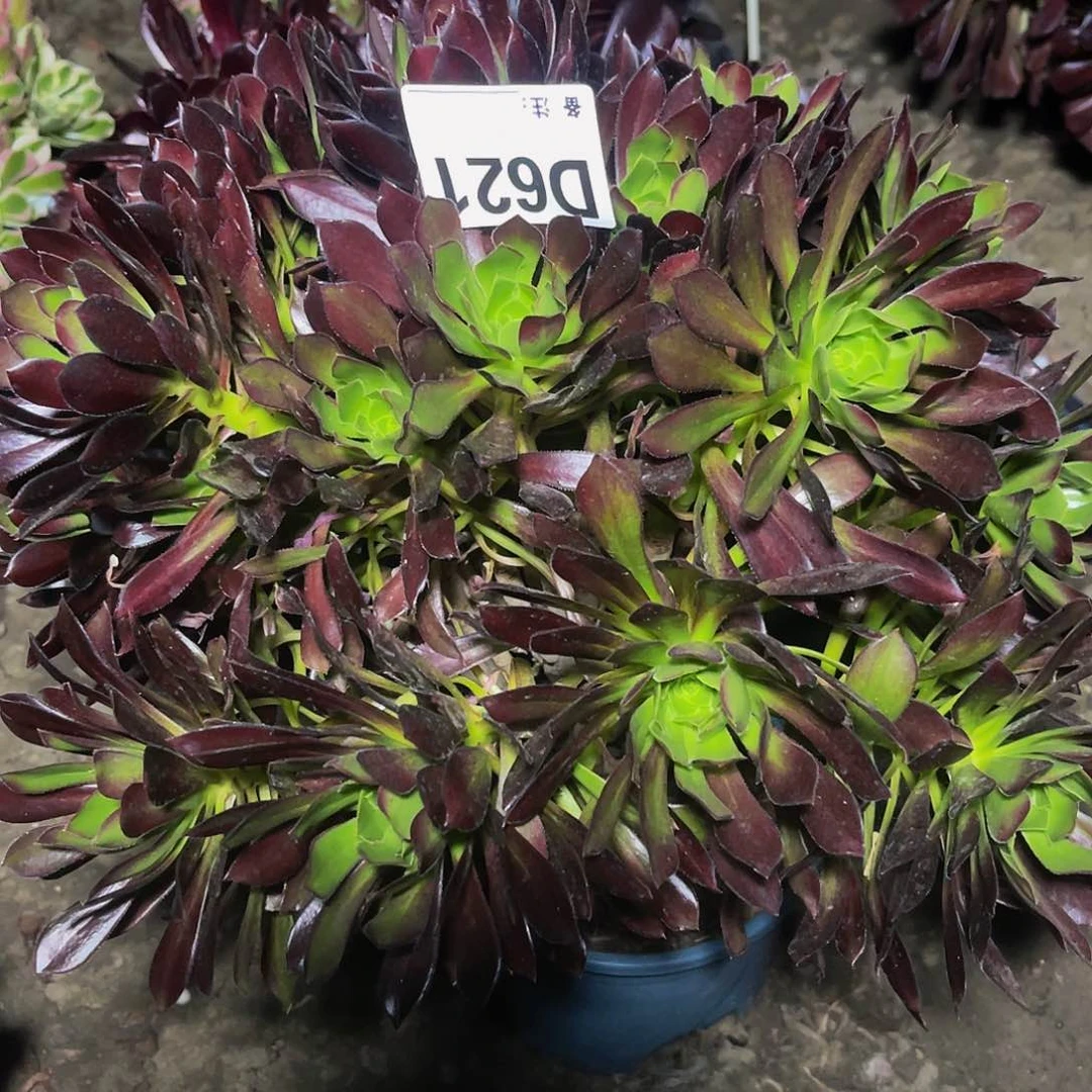 黑法师13/-23包邮法师