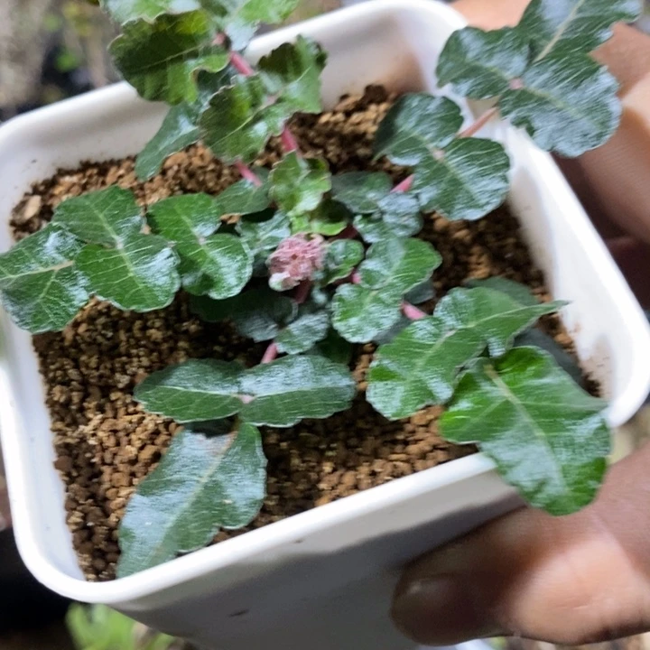 紫皮乳香实生带盆土发货