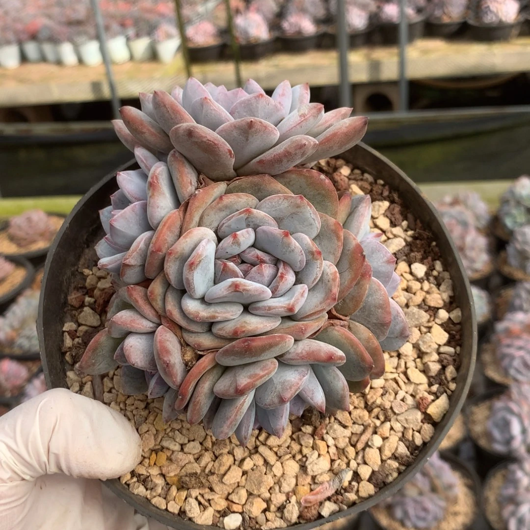 无花朵哈哈哈哈哈哈哈哈26