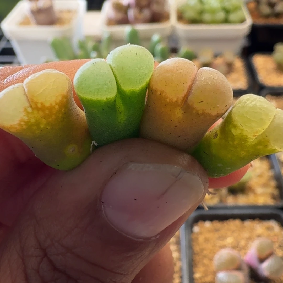 3131风铃玉肉锥植物