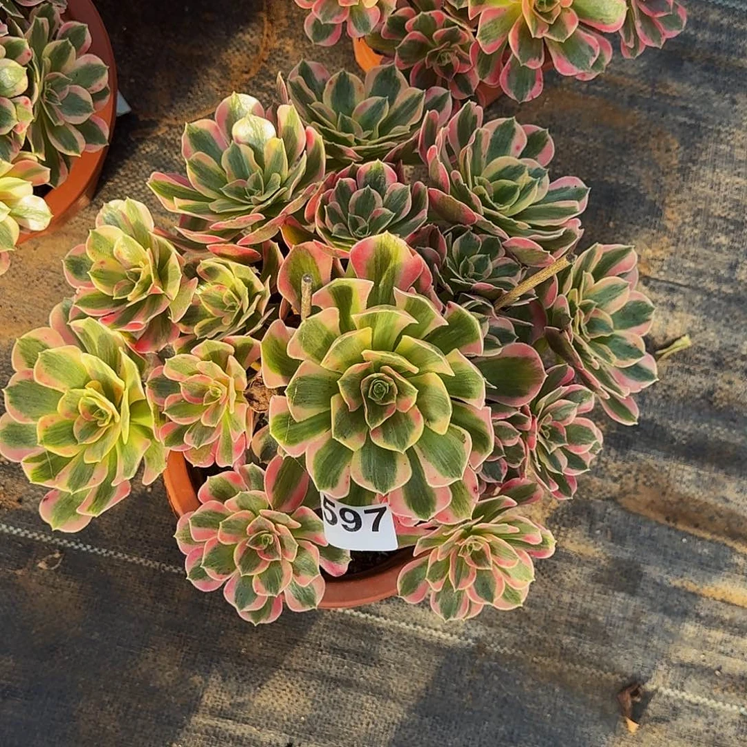 597女妖冠服在30公分以上