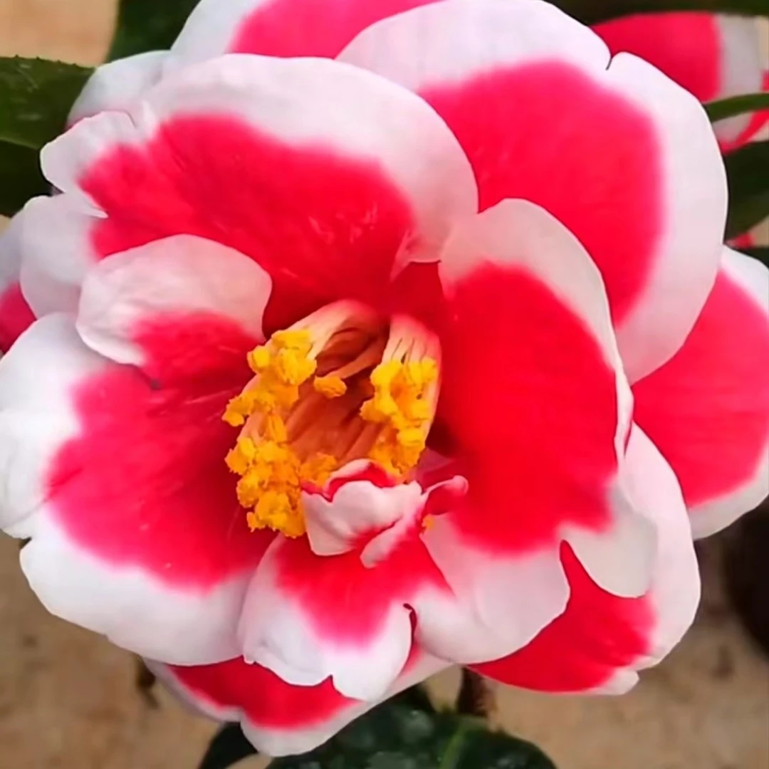 茶花稀有品种品种友之浦