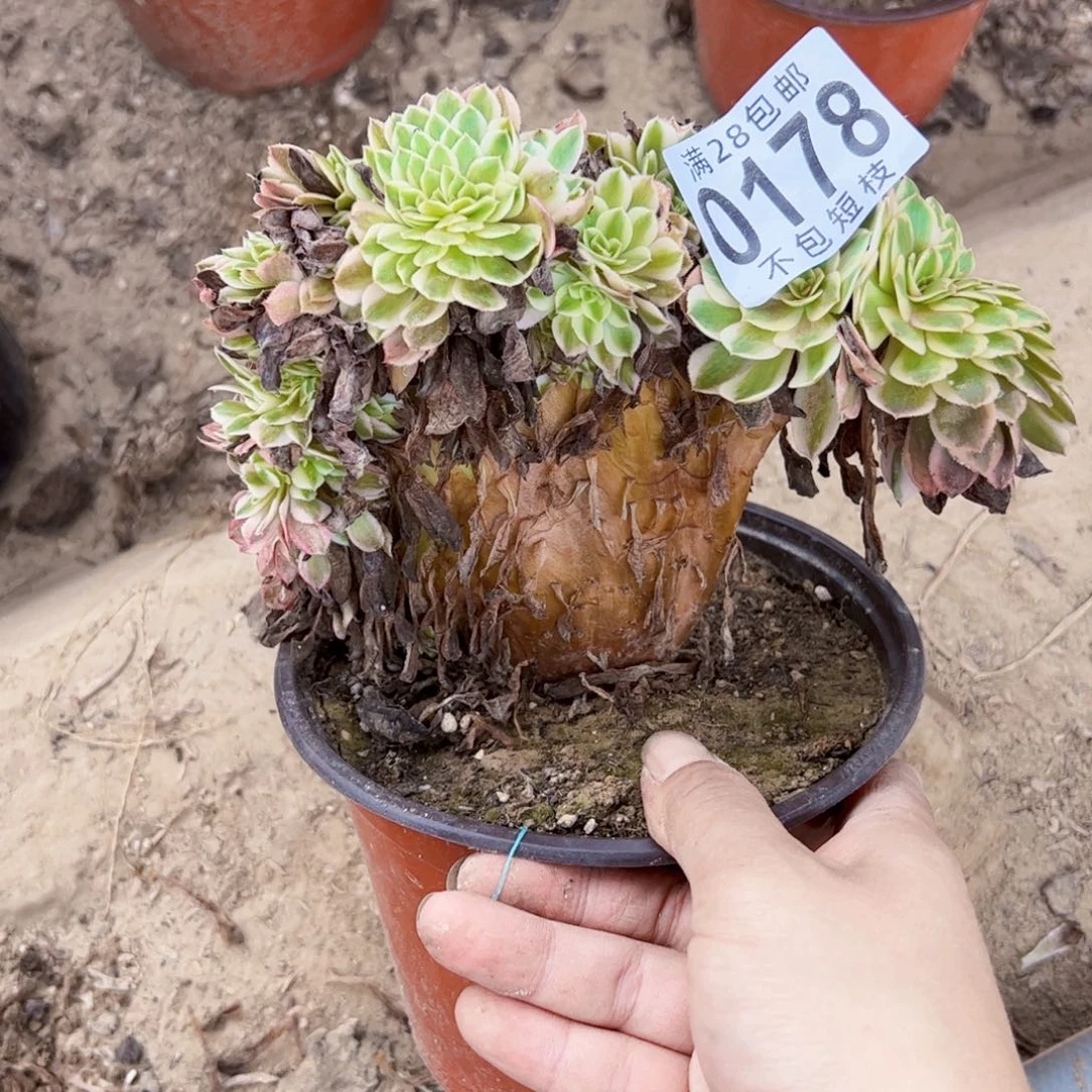 倾城缀多肉植物0178