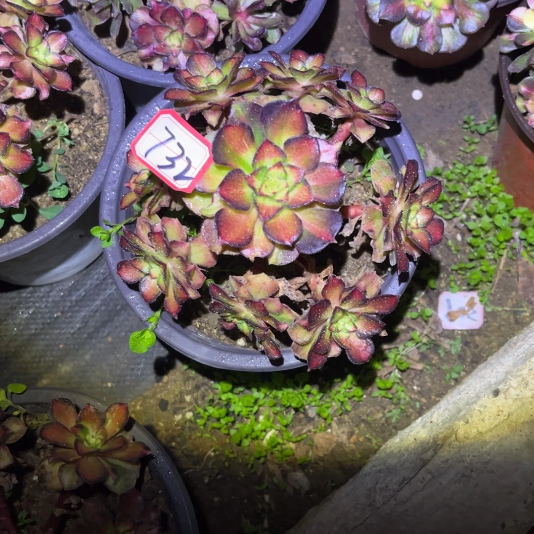 732多肉植物龙鳞法师