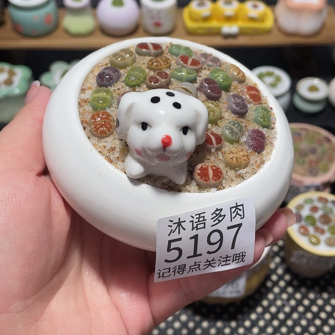 带盆土植物 一物一拍5197
