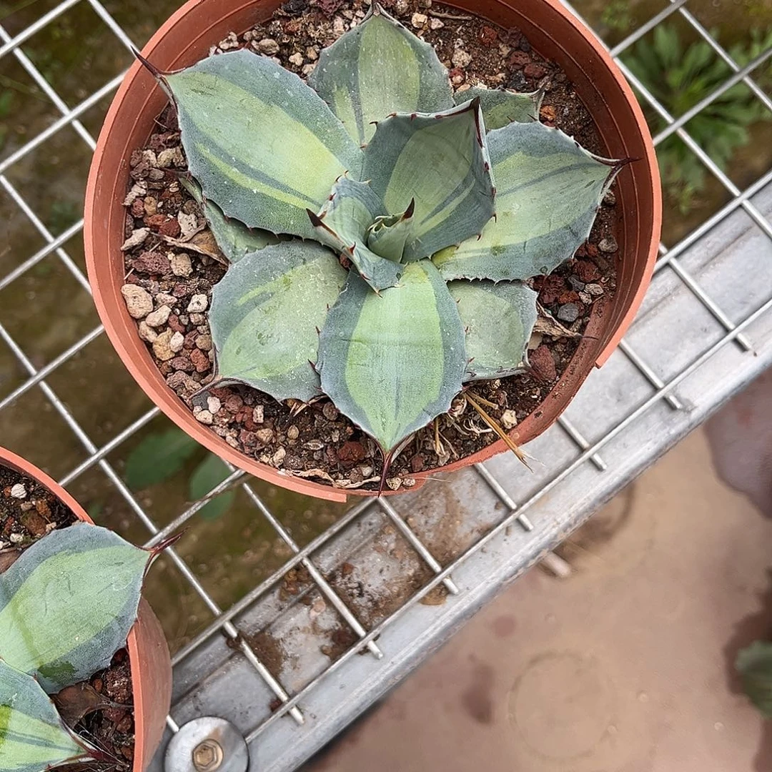 小***俊虚空藏浅中斑龙舌兰花卉
