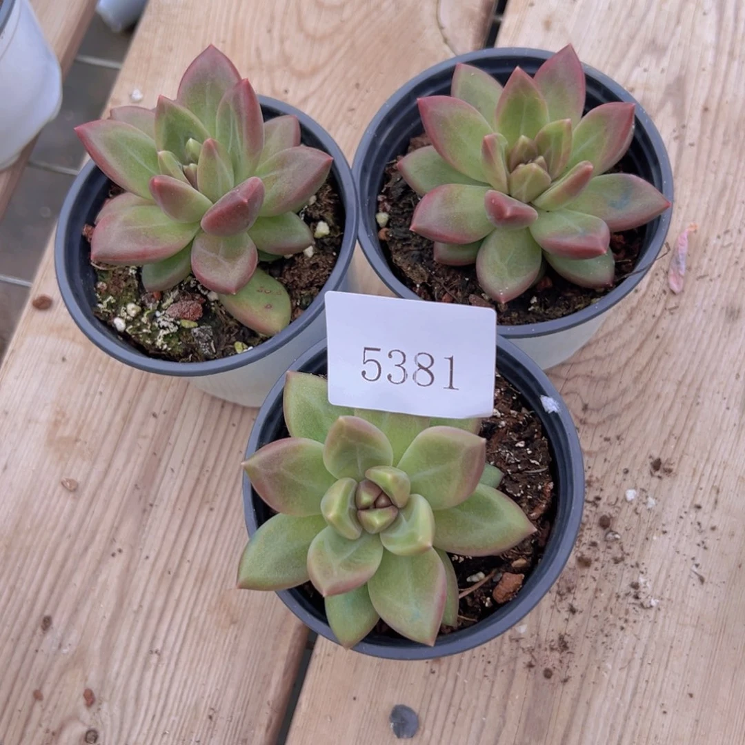 5381迷雾泡泡 量拍
