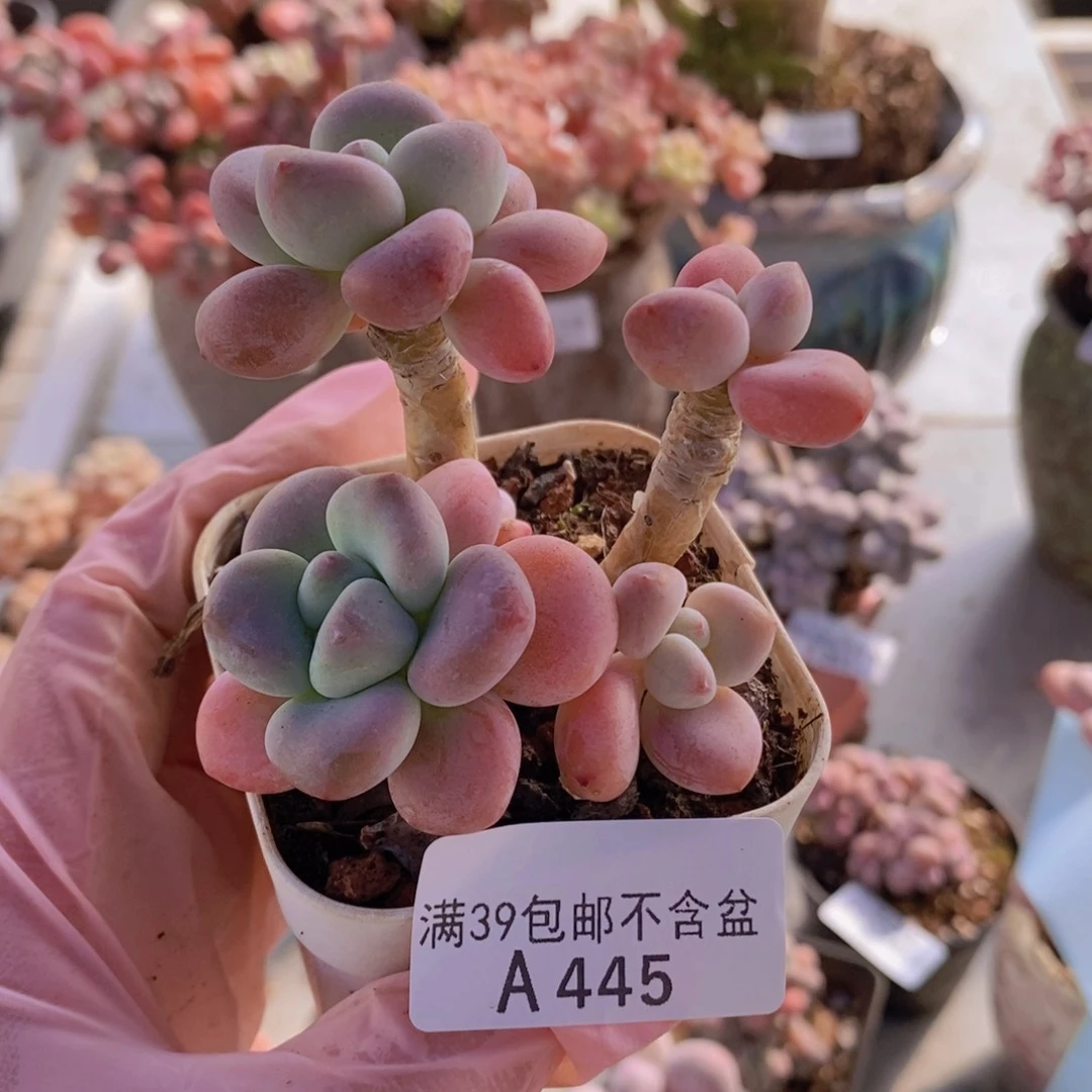樱花洛神6cm445多肉植物