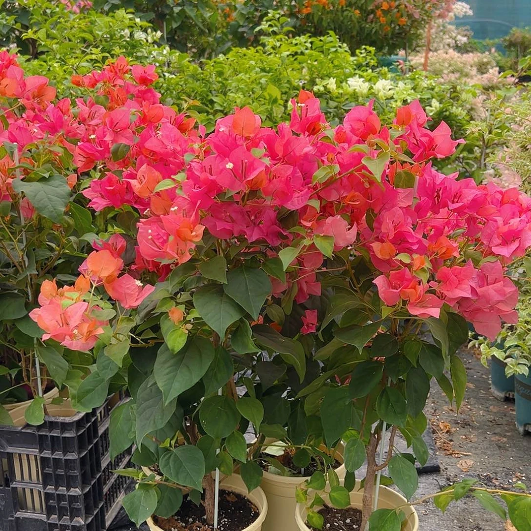 大部分花苞少量开放暗夕带竹一颗