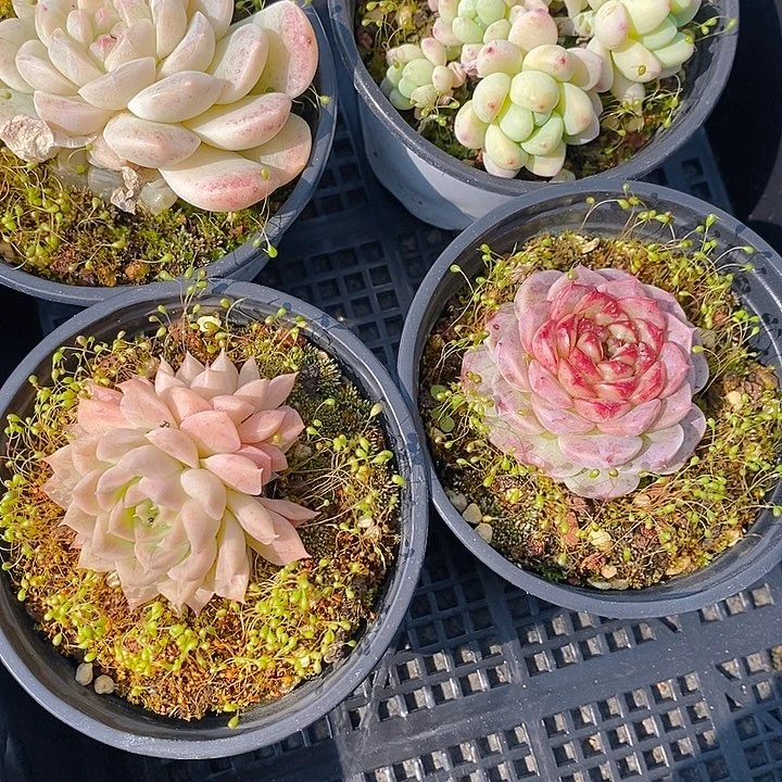 224 多肉植物组合盆栽植物