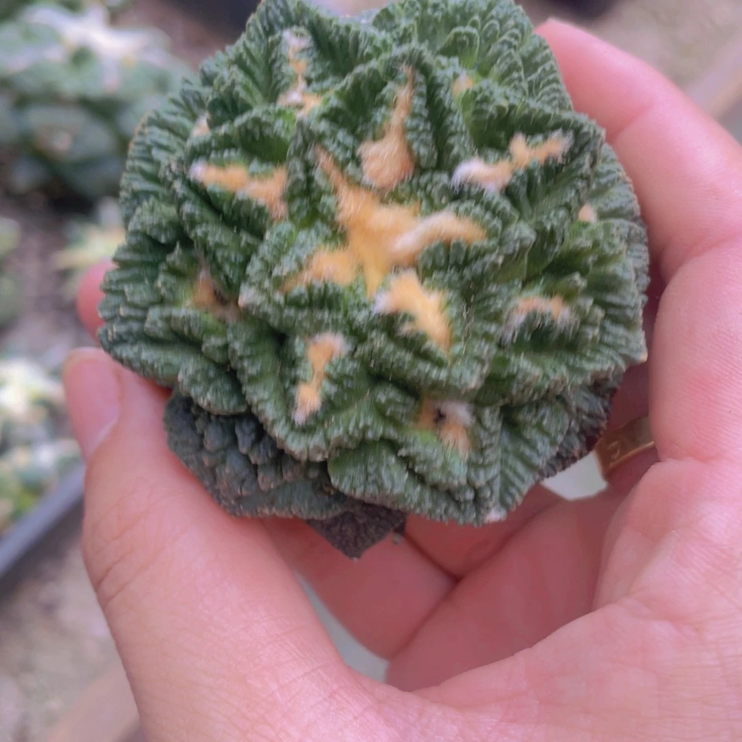 自根辛顿牡丹福利