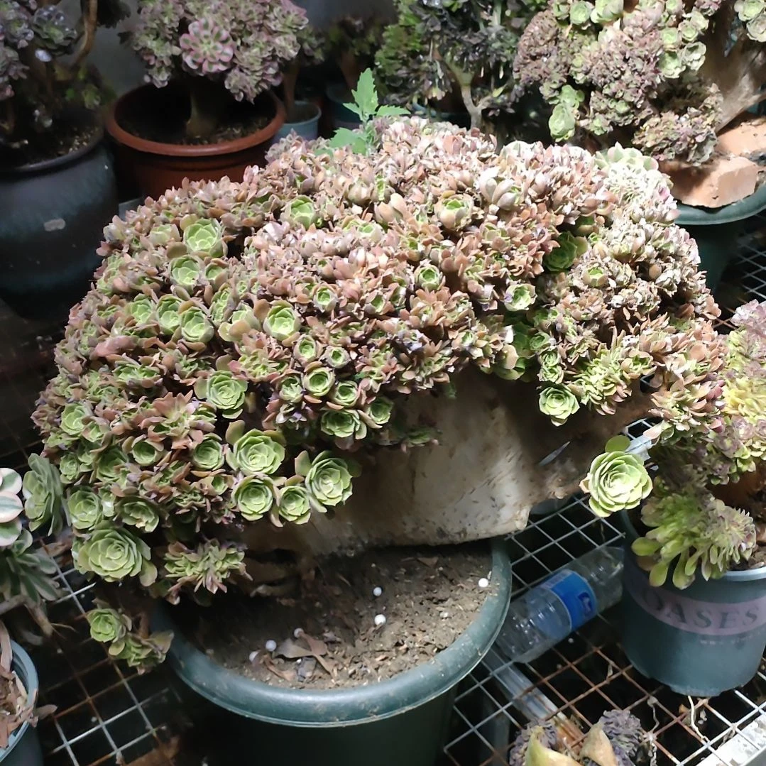 草*多肉法师锦朵朵缀化