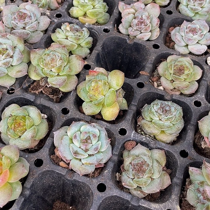 小冰魄1元带土发货