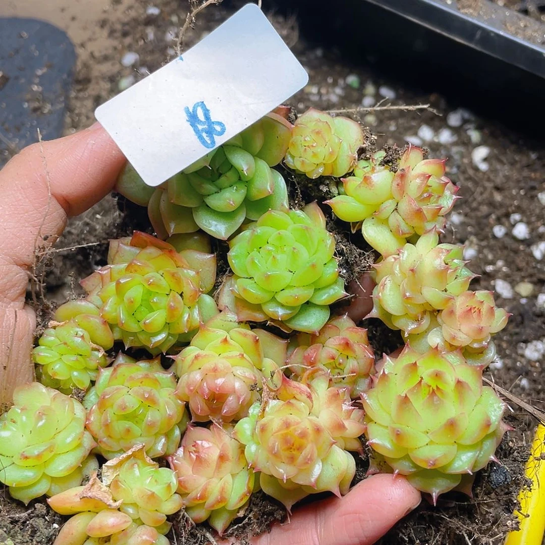 多肉植物多肉植物68