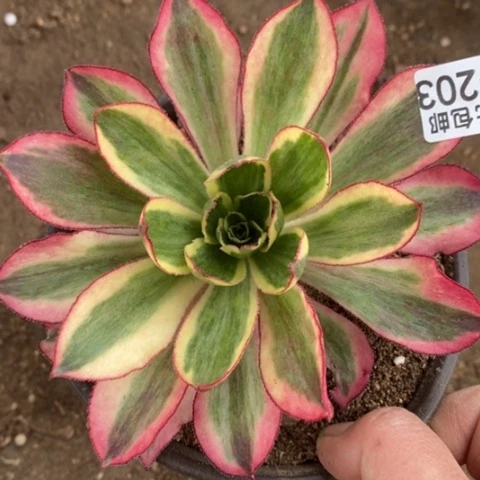 203魅影满25包邮多肉