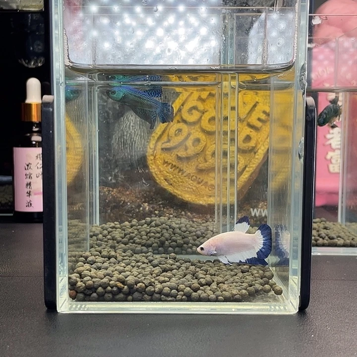 斗鱼17号924早青花