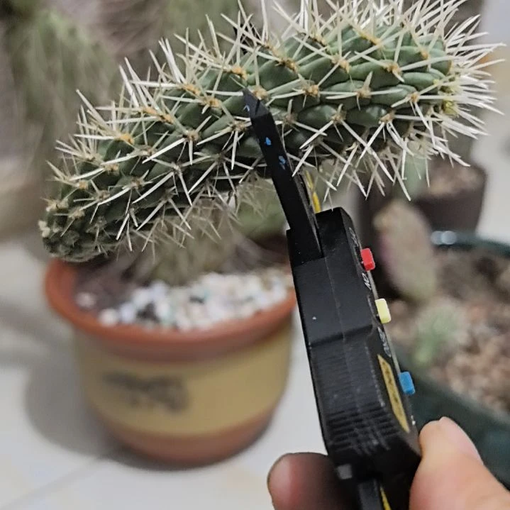 一物一拍，美版泰迪熊！