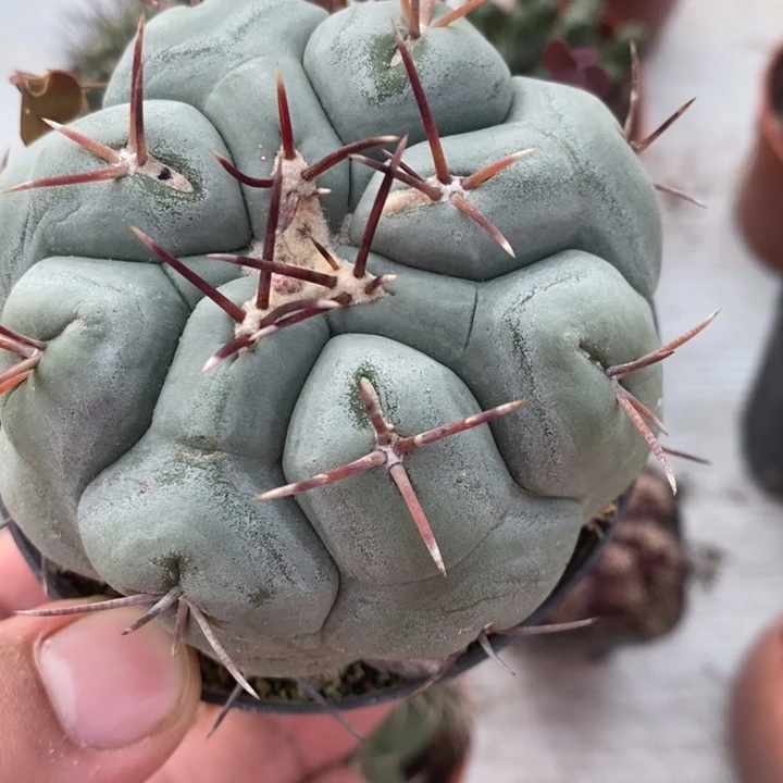 白肌天晃实生特价