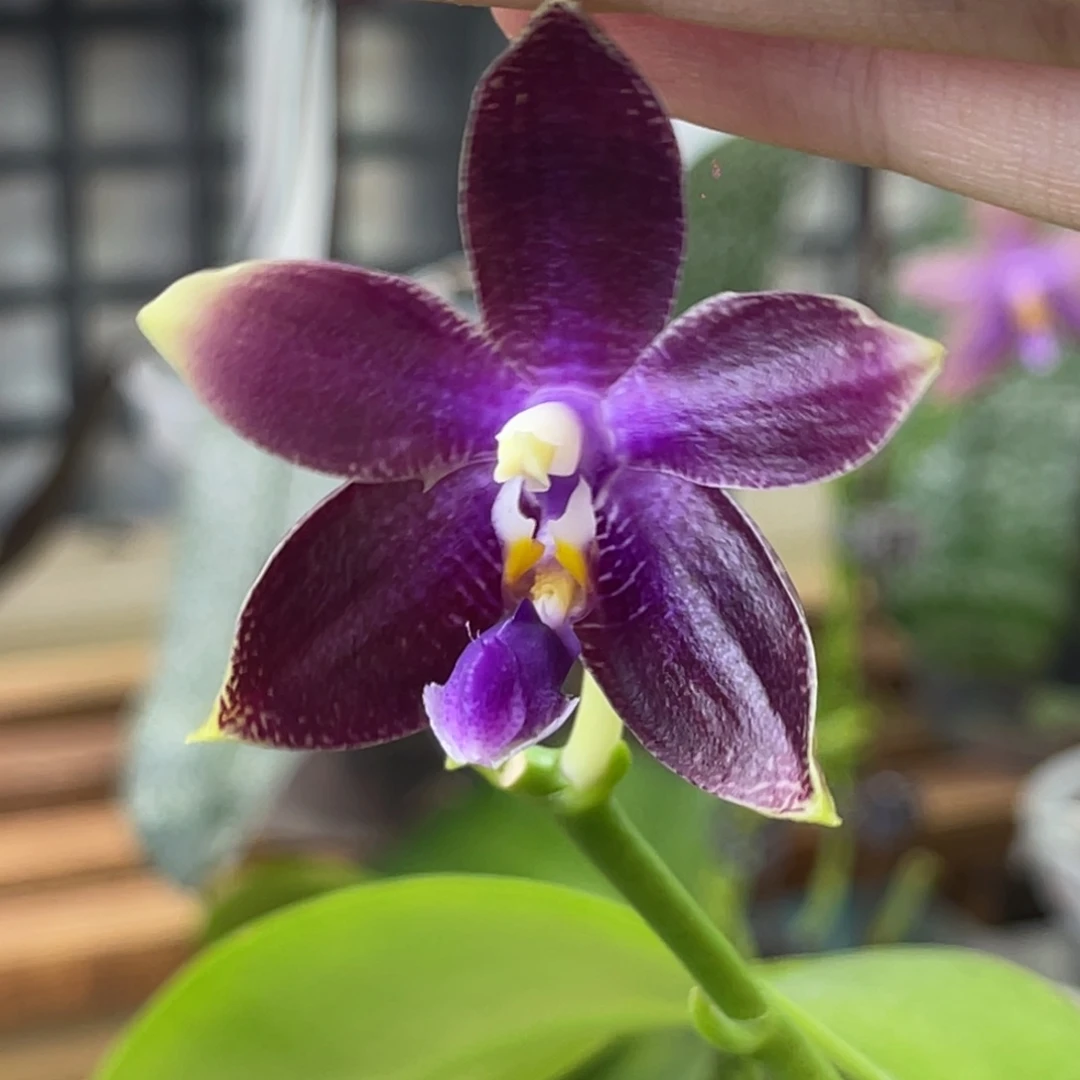 完全开放柳林3574-1015