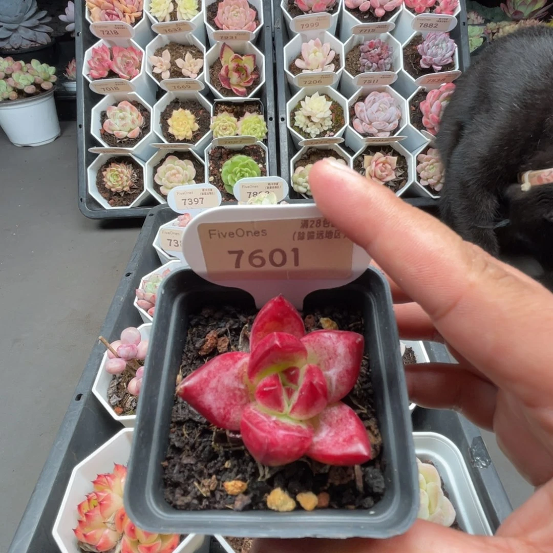 7601血色罗密欧4.0厘米