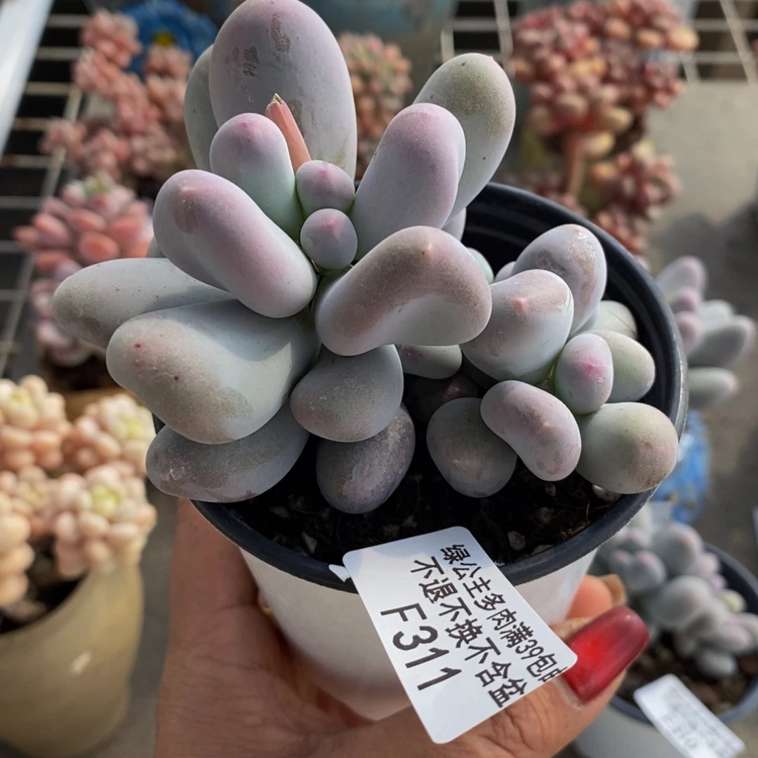 米可奶酪311/9c m