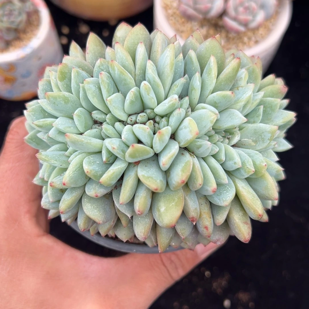 小****?新年快乐 新年快乐