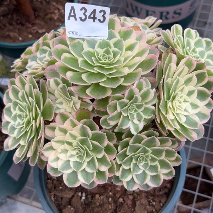 343孔雀翎20厘米左右