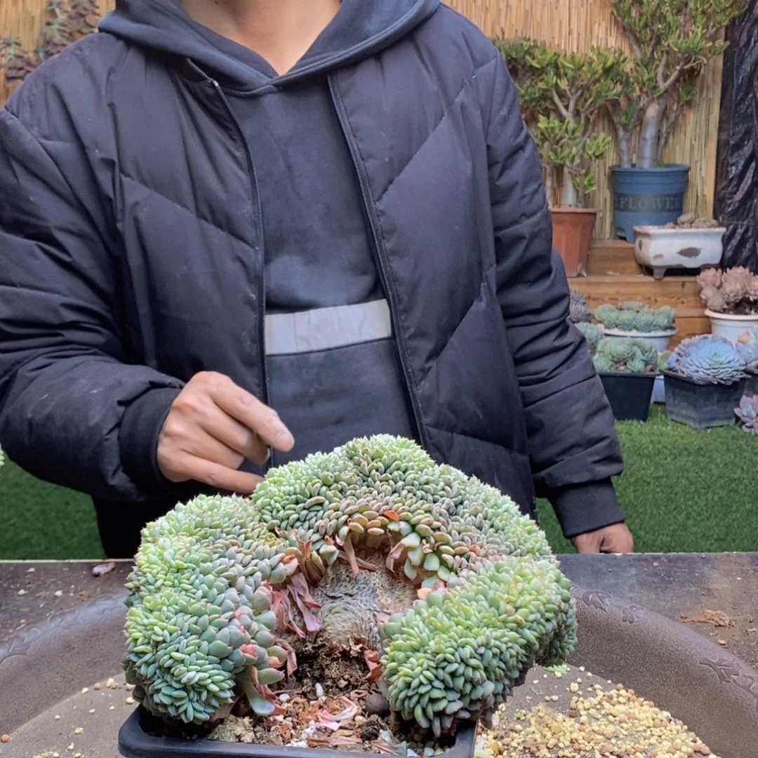 松**姥40 号白胖子缀化