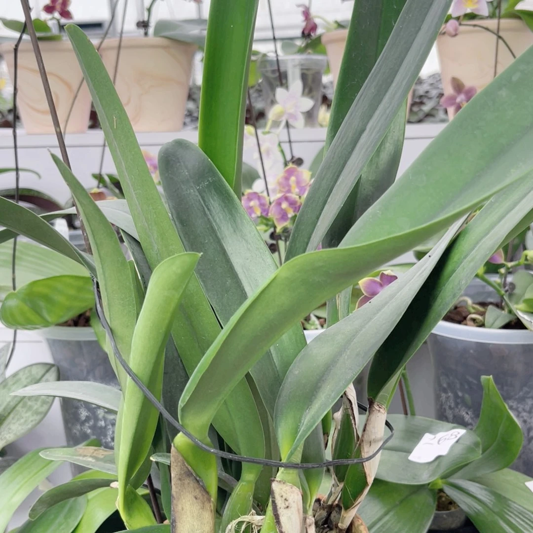 完全开放好多苗英帝哥