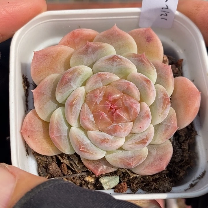 1212-583，糯心魄多肉