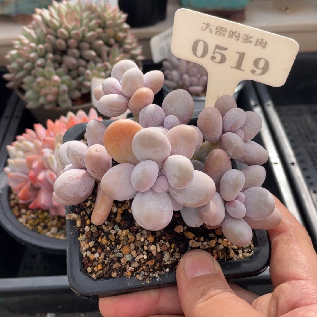 0519奶酪不带盆10厘米