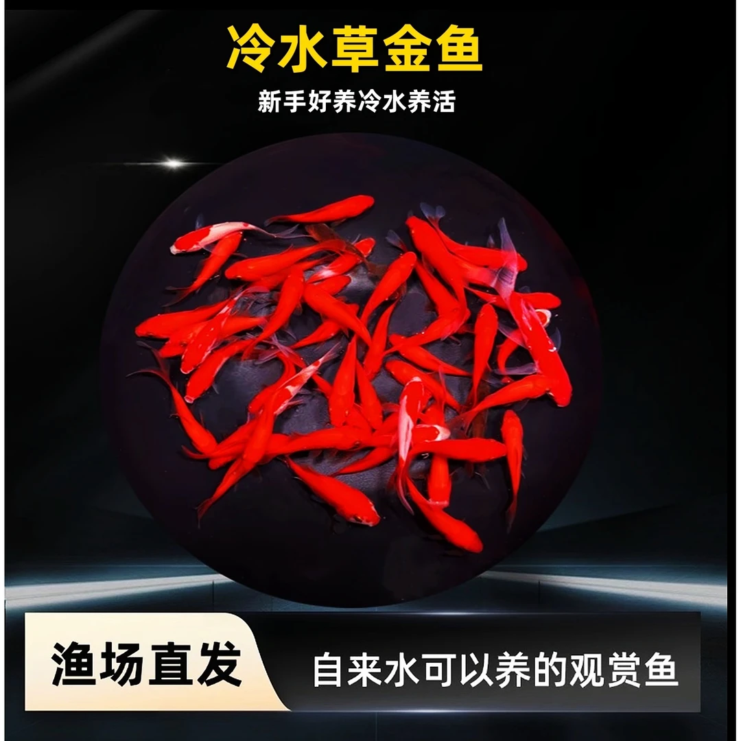 养不死金鱼招财观赏鱼鱼苗淡水鱼活鱼鲤鱼好养耐活冷水草金鱼直播