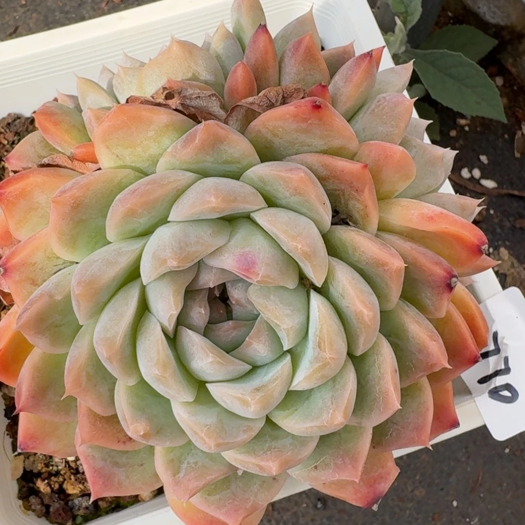 1770新年快乐发发发