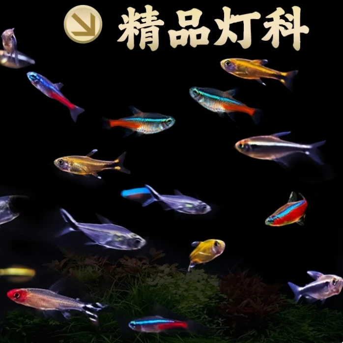 南美鱼 幻彩青 2  皇后凯利  2