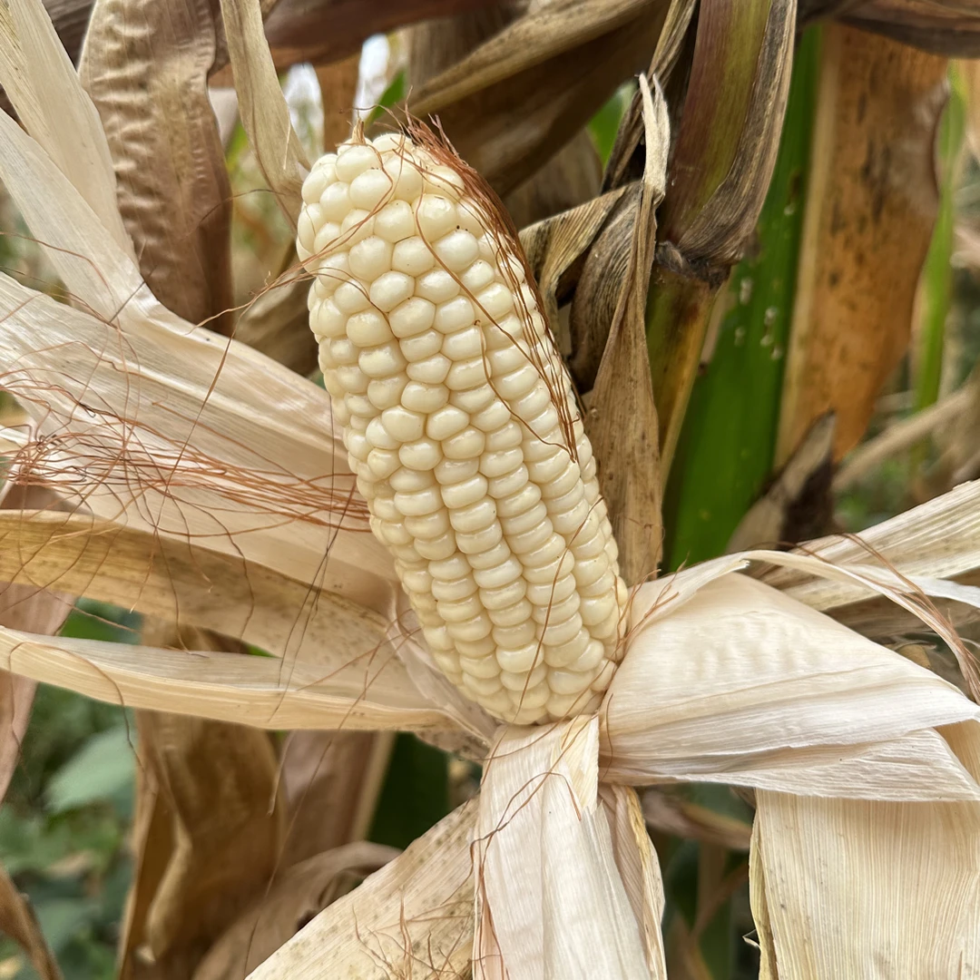 贵州高山生态白糯玉米