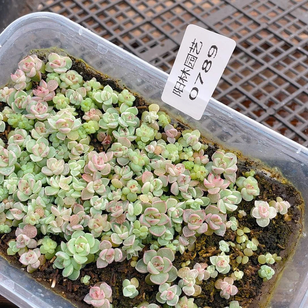 多肉植物多肉植物789