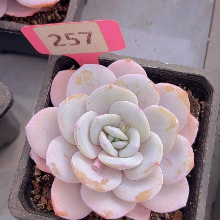 健健康康平平安安