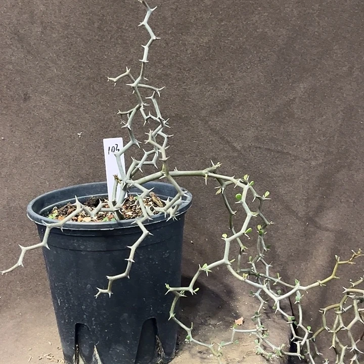 汤圆植物弯曲龙103原价78