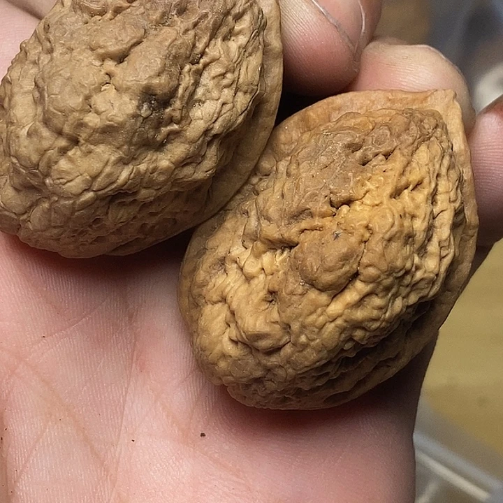 文玩核桃把件云南铁核桃A79