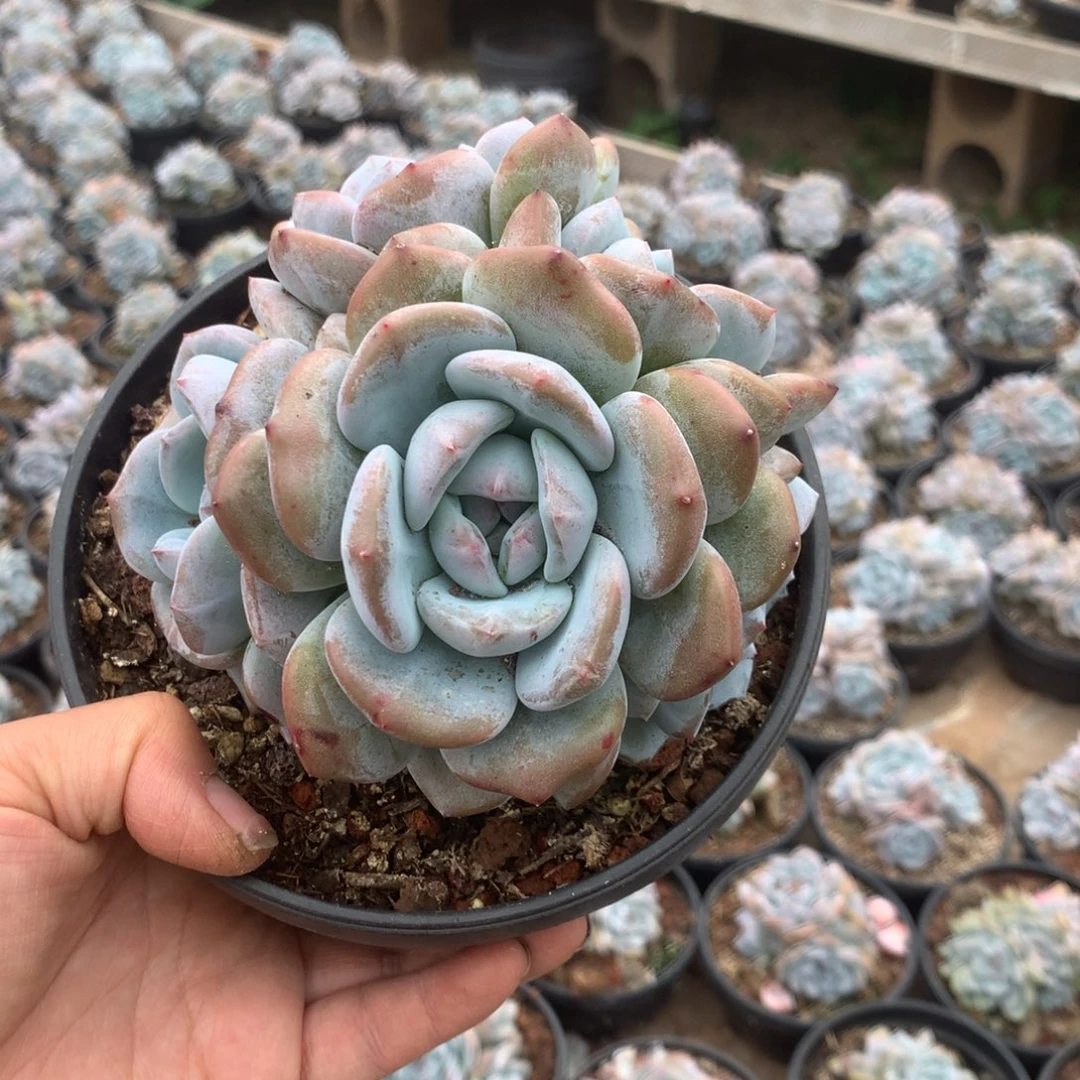无花朵无砍哈哈哈哈哈哈哈17