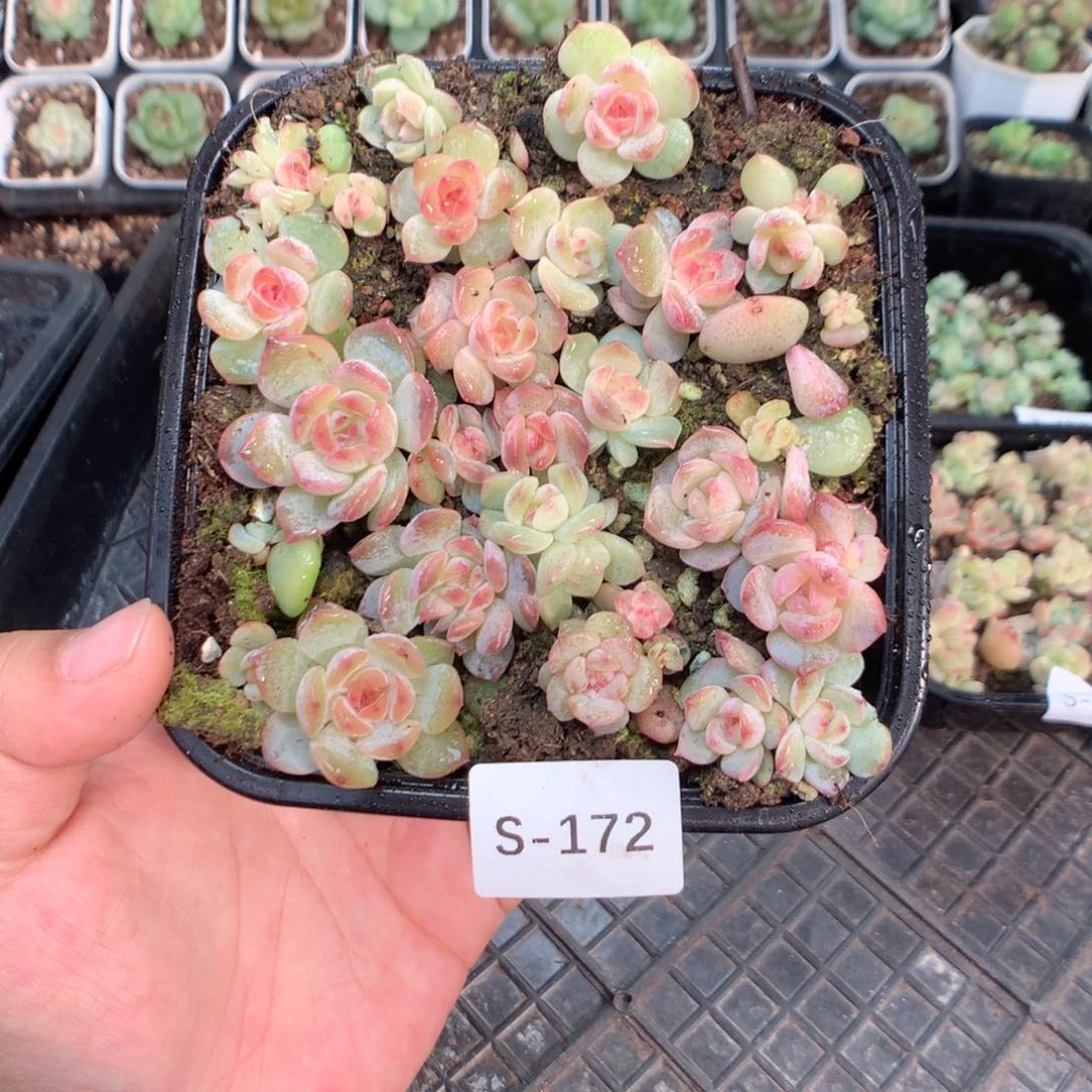 无花朵S172月英语英语