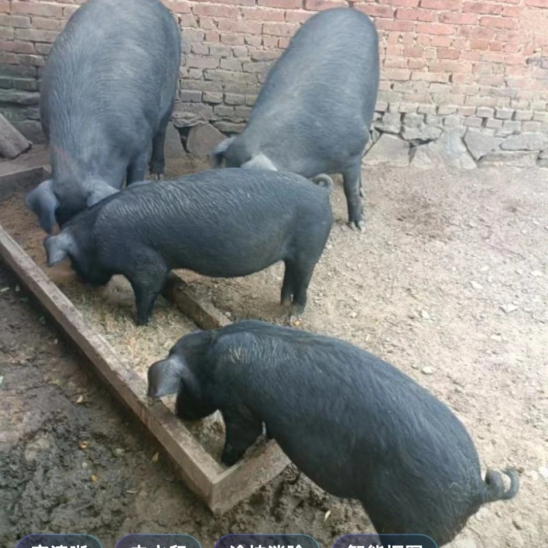 【现场称重】高山农村散养土猪猪肚纯粮食土猪肉后腿肉