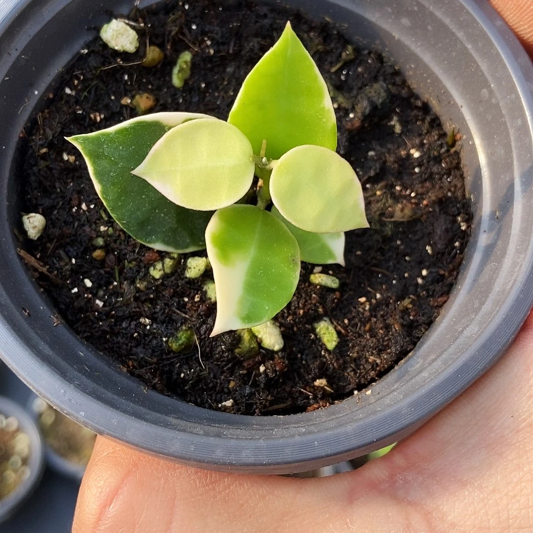 完全开放阿萨米球兰29