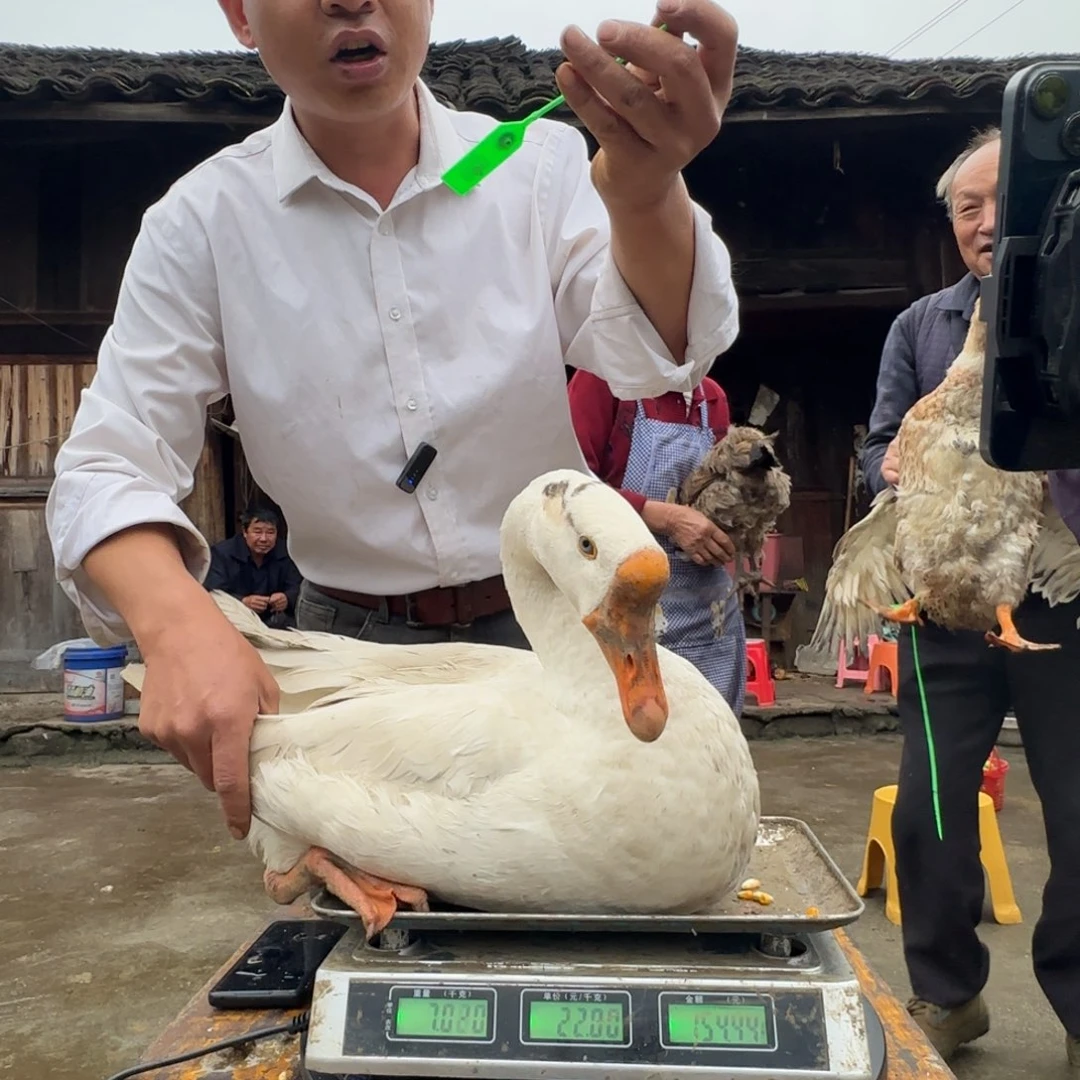 包装中国大陆2696樱桃鸡