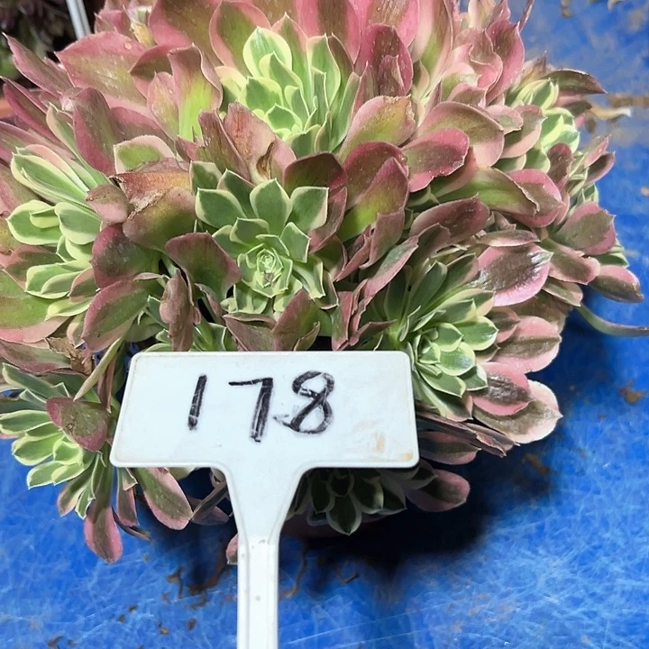 多肉植物白风法师