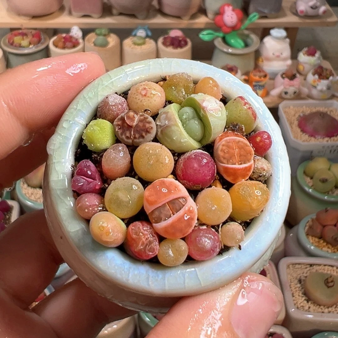 多肉植物12号拼盘